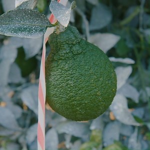 45 reactions · 19 comments | Wondering what your favorite fruit is up to right now? Kelly Smith, a Sumo Citrus grower updates us on what happens during the fall for our favorite fruit. Once it gets chilly, Sumo Citrus starts to change color, from green to the vibrant orange you’ll see in stores come January. The countdown to delicious is officially on! | Sumo Citrus | Facebook