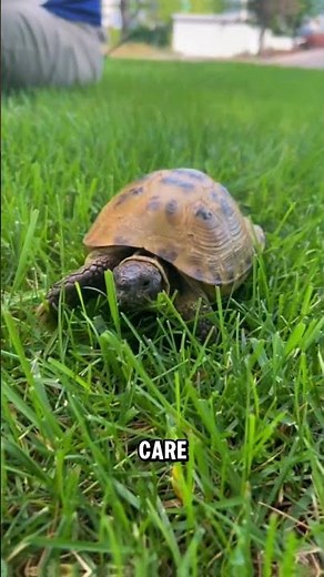 Small Shell, Massive Lifespan 😳🐢 #tortoise #pets #amazing