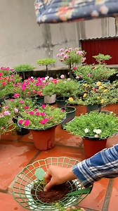 12K views · 280 reactions | This really helps the tree #garden #gardendesign | Seed to Flower | Facebook