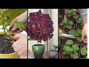 How to Grow Coleus as a Tree Coleus Trees Care Guide