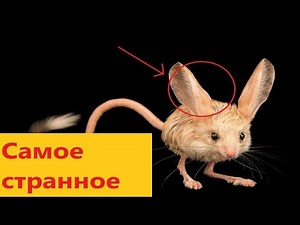 Длинноухий тушканчик - самое редкое животное в мире!