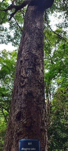 maa tree மா mangifera indica botonical name