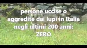 Lupi in Appenino, il Wwf di Parma "smonta" il servizio delle Iene