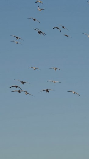 1.5K views · 152 reactions | Lots of snow goose rainouts in the forecast! #snows #snowgeese #goosehunting #goosehunting #hunting #waterfowl #waterfowler #waterfowlhunting | Northern Skies Outfitters | Facebook