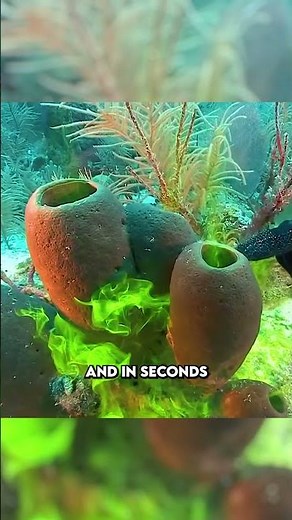 This Sponge is More Powerful Than You Think 😨