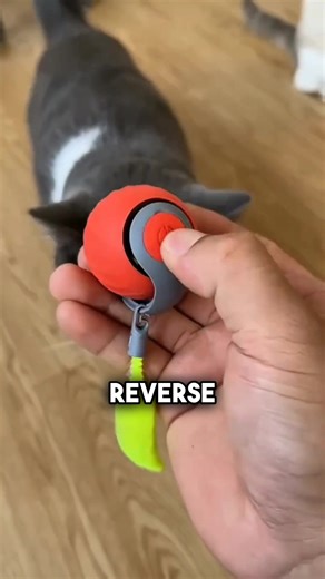 108K views · 42 reactions | Most cat toys do a terrible job of appealing to cats true desires... that’s why there’s so many bored and depressed indoor cats out there! That's why Ulvra spent 14 months creating PouncePal! | Ulvra | Facebook