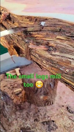 milling small eastern red ceder logs for posts. making due with every part of the tree! #wood #diy