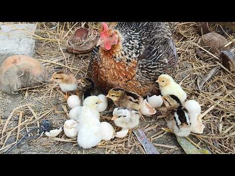 No Incubator Needed! Backyard Chicken Egg Hatching at Home Naturally 🐣