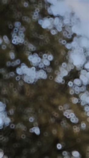 Monika Mow on Instagram: "Miss you...Dress from:@ah_shawon_shop #shorts #trend #foryou #viral #trending"