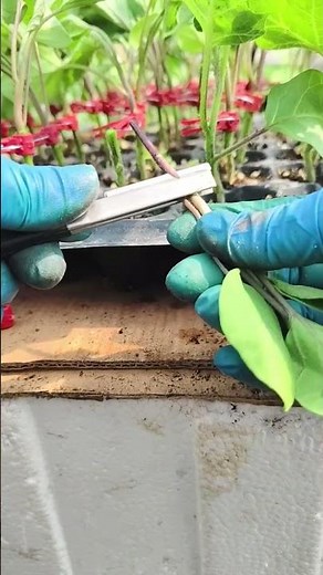 Grafting Tomatoes for Disease Resistance & High Yields 🍅✂️