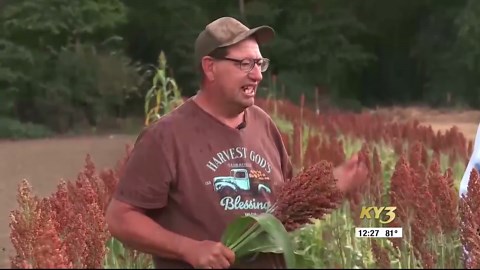 Garden Spot: Growing milo or grain sorghum