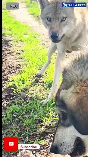 Very Aggressive wolf vs Dog #viral #shorts #wolfs #dogs