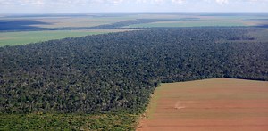 Brazil’s thriving soy industry threatens its forests and global climate targets