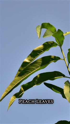 Fruit Plants Identification With Leaf | Nikon D7200 Photography #nikon #fruit #fruitplant #leaf