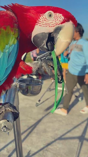 Giant Greenwing Macaw's First Freefly #parrot #parrotlife #parrotlover #parrotvideo #freefly #pet | Gabriel Wang