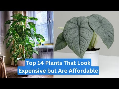 Top 14 Plants That Look Expensive but Are Affordable | High End Affordable Greens
