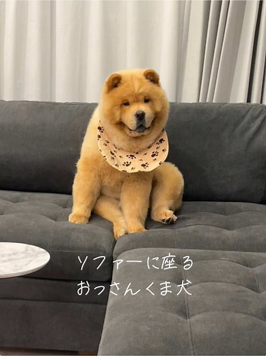 チャウチャウ犬との楽しい生活