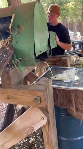 Making molasses in Mississippi using sugarcane!