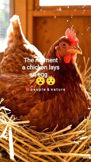 The moment a chicken lays an egg