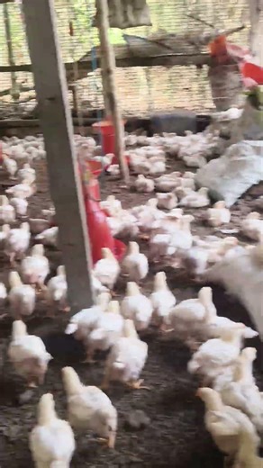 Day 20 Total Motality 40 Pic