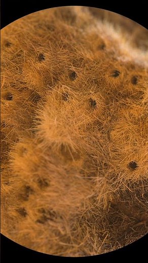 The World's Largest Bird's Nest: Sociable Weavers of Southern Africa | SGK English