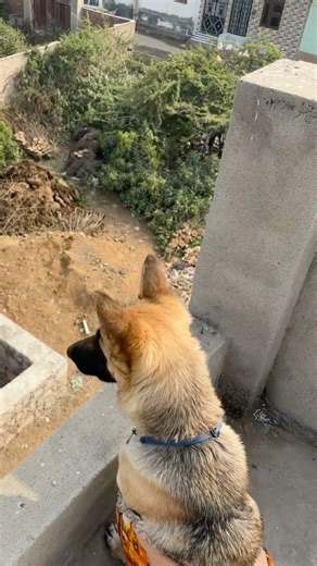 German Shepherd strong build trained nature family guard dog#gsdviral #gsd #germanshepherd