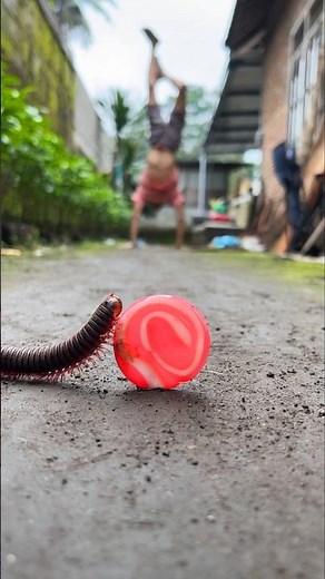 Calisthenics skill, the miracle of the millipede truly came and climbed this lollipop #millipede