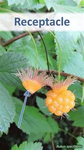 Receptacle - botany word of the week