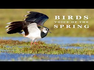BIRDS - SOUNDS OF THE SPRING
