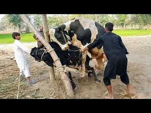 Bull and Cow Natural Mating Process | Village Life Animal Breeding | Animal mating (Educational)#cow
