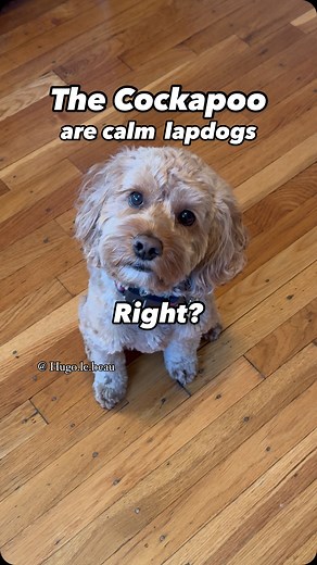 Not quite 😂 Cockapoos are friendly and affectionate little comedians with a sweet temperament and an infectious zest for life that spreads to everyone around them! There’s never a dull moment with one of these fluffy cuties around. Have you heard of some of the cockapoo’s other names? They also go by cockerpoo, spoodle, cock-a-poo, or the cockapoodle! 🐾 #cockapoo #cockerpoo #spoodle #cockerpoodle #doodle #designerdog #bestdogever #dogmom #dogowner #dogjokes #dogdad #cockapoolife #doodledog #zo