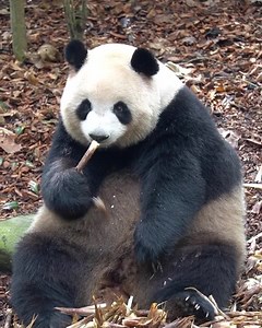 Look at 🐼Rou Rou’s cute paw looking for bamboo shoots 😆🐾 Super adorable! 😍 | Happy Panda
