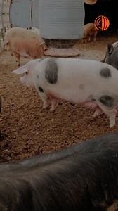 2K reactions · 117 shares | Preventing infectious disease outbreaks...