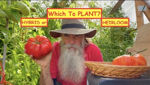 Hybrid or heirloom tomatoes: Which should you plant plus companion planting tips