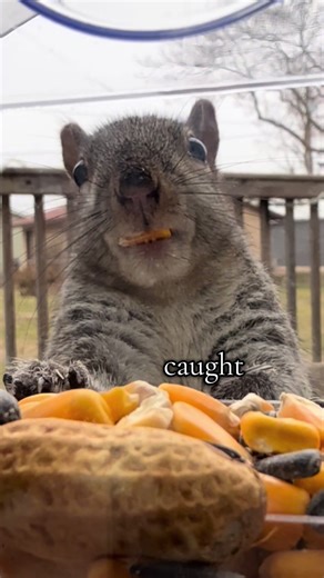 i get waayyyy to hype over watching the squirrels eat out of this feeder🤣 #squirrels #squirrelsoftiktok #fyp #slowliving