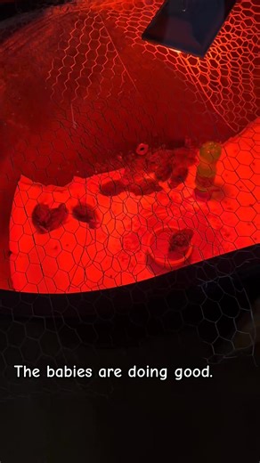 250W Chicken Coop Heater for 30 Chicks Or Ducks, 7.86ft Cord Brooder Heating Plate & Heat Lamp Chicken Coop House with Adjustable Temp & Hanging Height for Livestock Pet Supplies Outdoor: Warmth that hugs your flock like a soft blanket in winter. The 250W Chicken Coop Heater is engineered to effectively warm 30 chicks or ducks, making it essential for poultry success. With a top loading design and a flexible height option, it ensures your chicks and ducks have the optimal habitat for growth and 