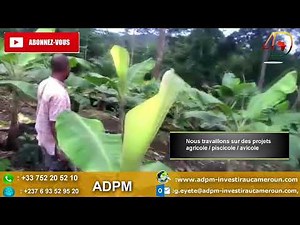 Buzz Cameroun : Comment lancer sa plantation de bananes plantains