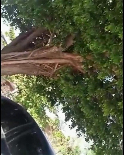 @gore.reel on Instagram: "Follow @gore.reel for more 🩸 《洞》(2003 年）讲述了斯坦利·叶纳茨四世（希亚·拉博夫饰）的故事,他是一名青少年,被错误地判定犯有盗窃罪,并被送往德克萨斯州残酷的青少年拘留中心绿湖营。被拘留者由腐败的沃克监狱长（西格妮·韦弗饰）管理,他们必须每天挖洞寻找与不法之徒基辛·凯特·巴洛有关的宝藏。斯坦利与赫克托·"零"·泽罗尼成为朋友,打破了家庭诅咒并找到了宝藏。 剧情概要和关键元素 前提与诅咒:斯坦利·叶纳茨来自一个因曾曾祖父未能兑现对立陶宛算命师泽罗尼夫人的承诺而被诅咒"运气不好"的家庭。他因偷窃棒球明星克莱德·"甜脚"·利文斯顿捐赠的鞋子而被不公正地判刑。 绿湖营地:抵达后,斯坦利发现湖水早已干涸。这些男孩,包括“零”（克莱奥·托马斯饰）、腋窝、之字形、鱿鱼、磁铁和 X 射线,被迫每天挖一个 5x5 英尺的洞来“塑造性格”,尽管典狱长实际上正在寻找被盗的宝藏。 交织的历史:这部电影在现在和过去之间切换,展示了 110 年前萨姆被谋杀后湖水如何干涸。萨姆是一名洋葱小贩,深受学校教师出身的姻亲凯瑟琳“亲吻