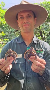 Keeper Talk Tuesday's! 🐢 This week, we have Sam with Sheldon & Tiny Tom the saw-shelled turtles! #keepertalks #wildlifekeepers #wildlife #australianwildlife #australia #farnorthqueensland #fnq #wildlifehabitat #australia #turtle #sawshelledturtle #thisisqueensland #visitqueensland #tourismportdouglasdaintree #tropicalnorthqueensland🌴 | Wildlife Habitat Port Douglas