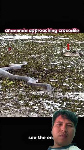 Aligator lose 👀👀🧐 #animallife #snake #aligators #crocodile #shorts #animals