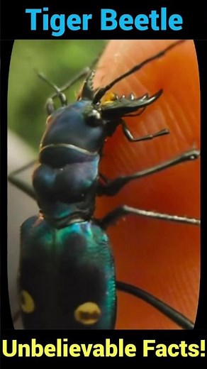 Tiger Beetles: Unbelievable Facts You Never Knew!