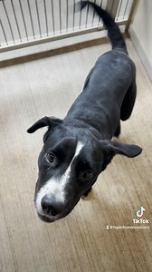 12 reactions | Is this your baby dog-uh?   We’ve got too many boopable noses and take-me-home tails wagging in the shelter right now. We are crowded! Please come see us this weekend and take one of these cuties home with you.  We do sleepovers, too, if you want to make sure they’re the right pup for you. Come see us! | Bowling Green/Warren County Humane Society | Facebook