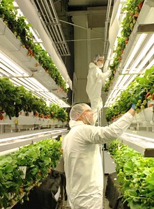 Commercial Partnerships - AeroFarms