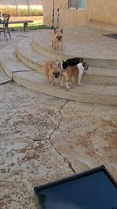 9.7K views · 832 reactions | Echo goes swimming. | Harlie's Ride French Bulldogs | Facebook