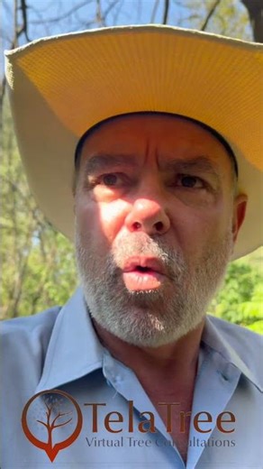 Emerald Ash Bore - Quick Answers via Virtual Tree Consulting at TelaTree.com