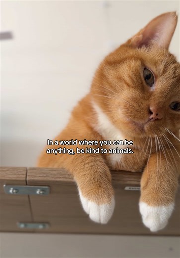 It’s their first time living too.. be kind, be patient, be gentle. Spread love 🫶🏼 #cats #cat #orangecat