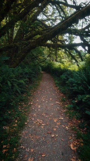 Lost Nature Vibes in Calm Forest Woods | Kiskadee Poem