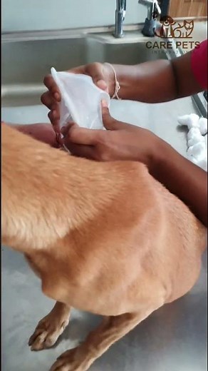 Caring for Your Canine Companion: How to Dress a Dog's Wound