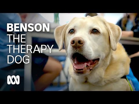 Benson, one of Australia's first therapy dogs, retires 🐕 | ABC Australia