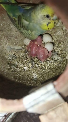 #rainbow budgies❤ breeding season in progress #parrotbreedingseason